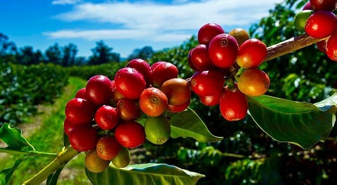 Hawaiian Coffee Beans, 100% Kona Coffee Select Grade, Medium Dark Roast, Whole Bean, Hand Picked, Great for Espresso, Drip or French Press(Maika, 7 oz)